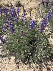 Lupinus excubitus