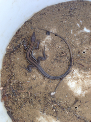 Aspidoscelis hyperythrus beldingi