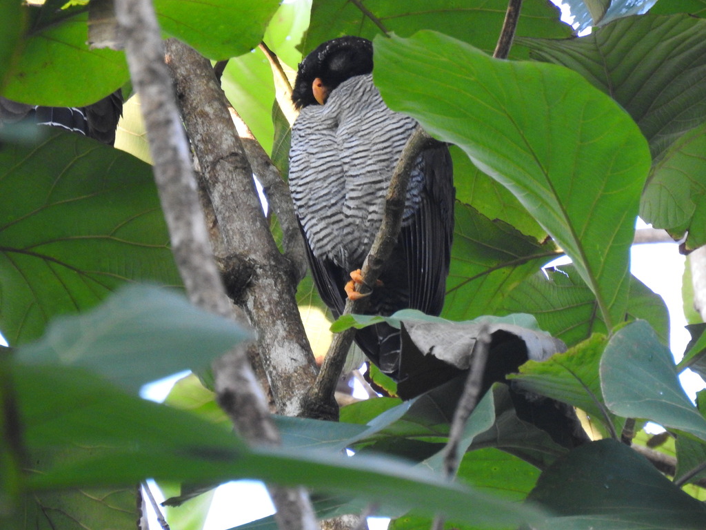 Black-and-white Owl