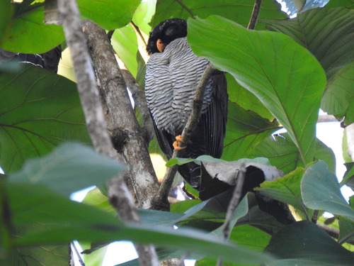 Black-and-white Owl