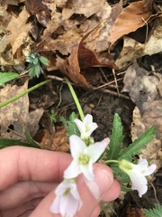 Cardamine douglassii