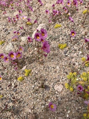 Erythranthe rhodopetra