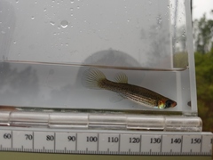 Fundulus lineolatus