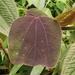 Passiflora calicicalyx - Photo (c) jose_balderrama, μερικά δικαιώματα διατηρούνται (CC BY-NC), uploaded by jose_balderrama