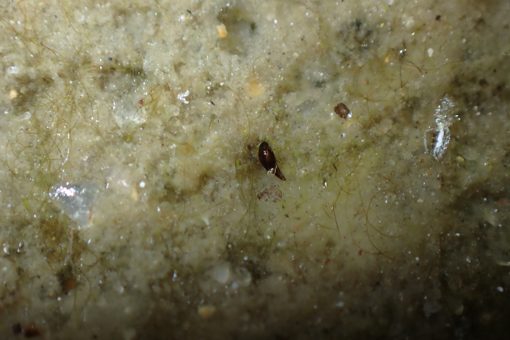 Hydroscapha Hydroscapha shuihau in December 2023 by Yui Hong Chiu. Only known ...