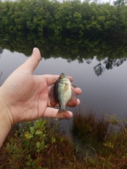 Centrarchus macropterus