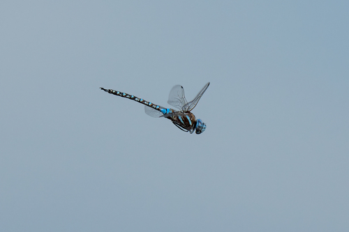 iNaturalist observation photo of Blue-eyed Darner
