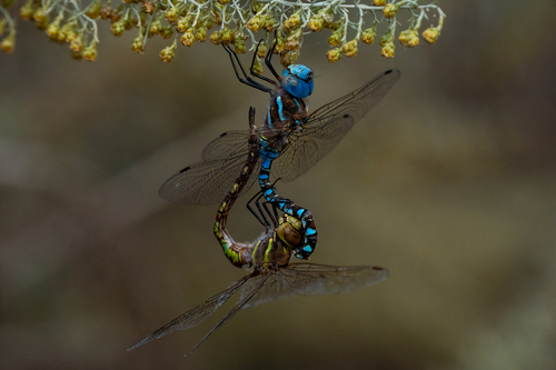 iNaturalist observation photo of Blue-eyed Darner