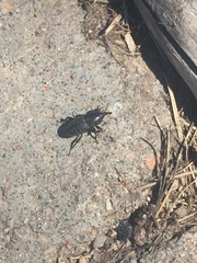 Sphenophorus cicatristriatus