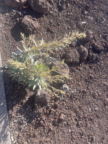 Haleakalā Silversword (Argyroxiphium sandwicense)