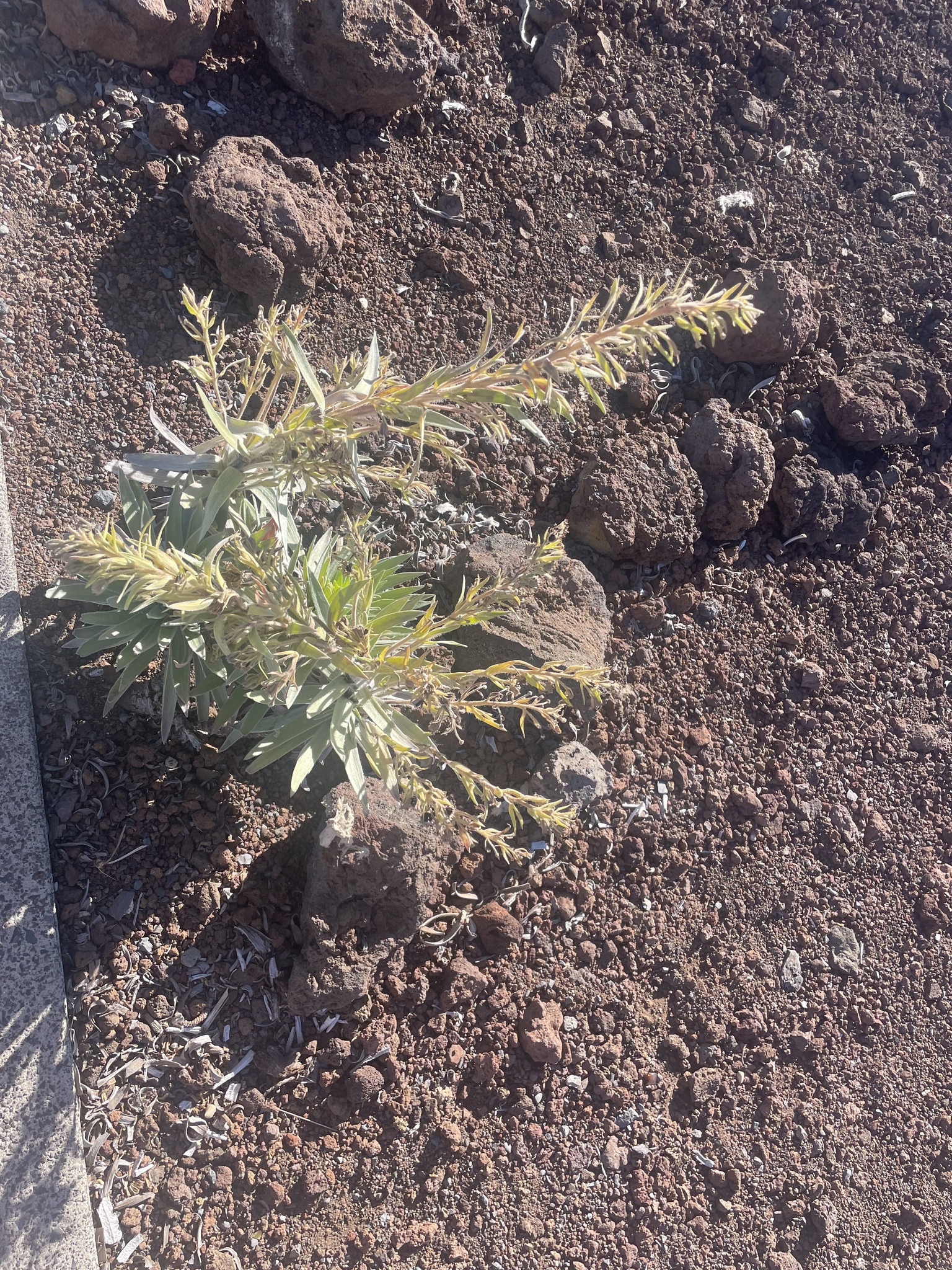 Haleakalā Silversword (Argyroxiphium sandwicense)