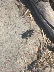 Sphenophorus cicatristriatus