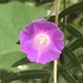 Ipomoea dumetorum - Photo (c) mvz-juangonzalezromero, algunos derechos reservados (CC BY-NC), subido por mvz-juangonzalezromero