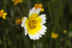 Layia gaillardioides