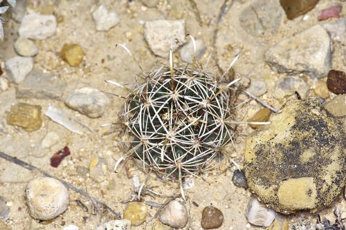 Sclerocactus brevihamatus