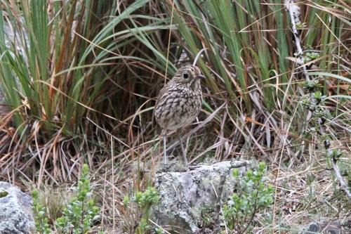 Stripe-headed Antpitta (Grallaria andicolus), photo 9