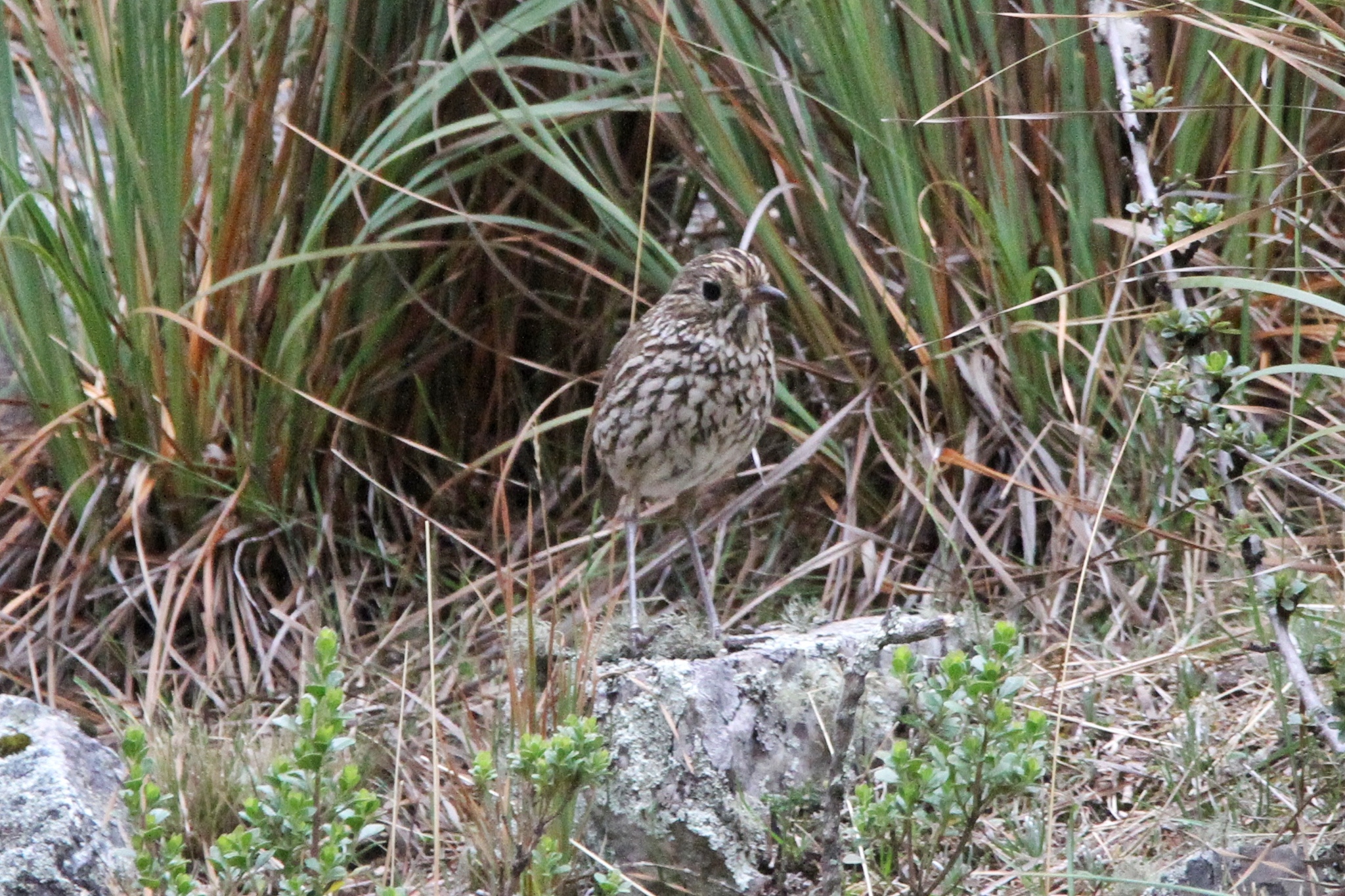 Stripe-headed Antpitta (Grallaria andicolus), photo 8