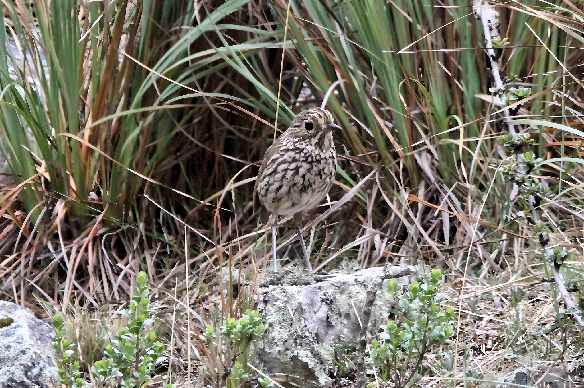 Stripe-headed Antpitta (Grallaria andicolus), photo 7