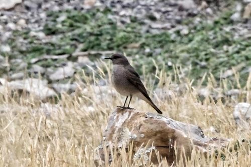 Rufous-webbed Bush Tyrant (Cnemarchus rufipennis), photo 6