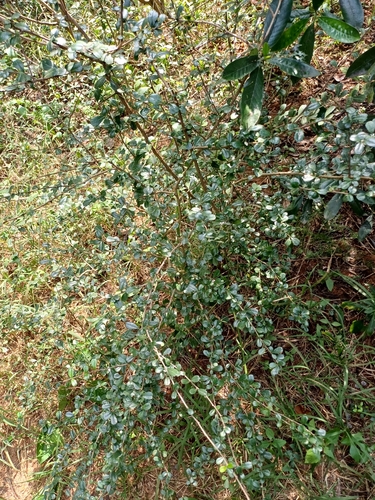 Ehretia microphylla