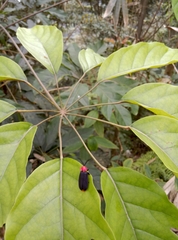 Vesta chevrolati