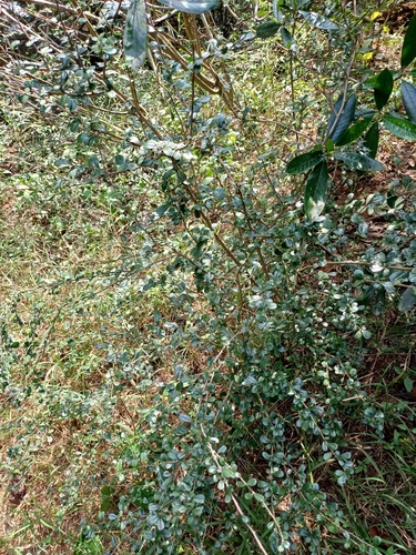 Ehretia microphylla