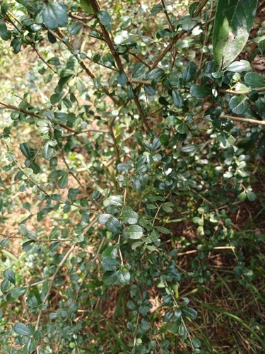 Ehretia microphylla