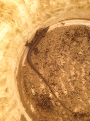 Aspidoscelis hyperythrus beldingi