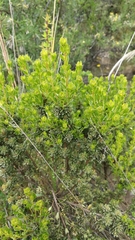Baccharis tola