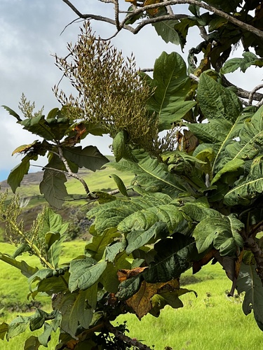 Bocconia frutescens observed 2023-12-28