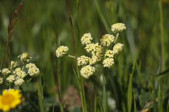 Lomatium caruifolium