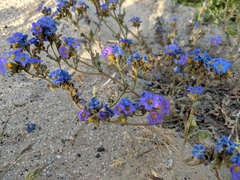 Phacelia fremontii