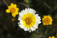 Layia gaillardioides