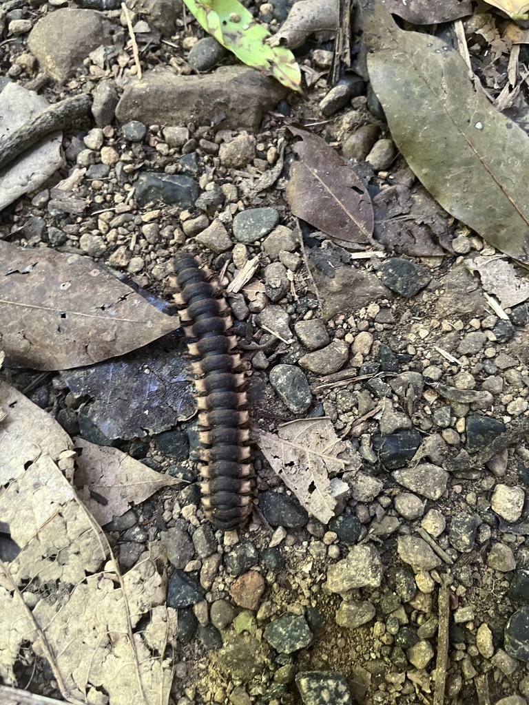 Barraya Insect Barydesminae from Carara National Park, Garabito, Puntarenas, CR on ...