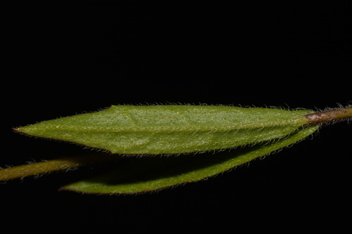 Image of American Bluehearts (Buchnera americana) by (c) Brian Finzel, some rights reserved (CC BY-SA)