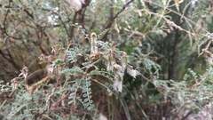 Adesmia miraflorensis