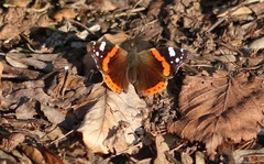 Vanessa atalanta