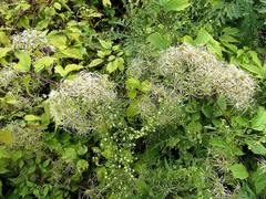 Clematis brevicaudata