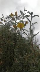 Adesmia miraflorensis