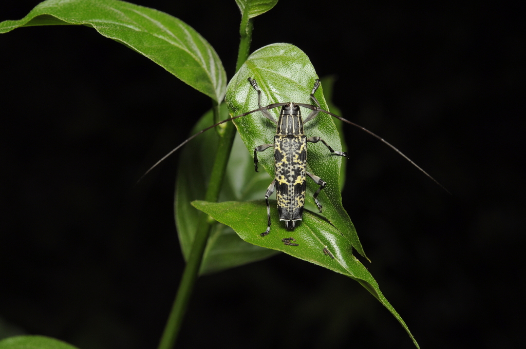 Colobothea brullei