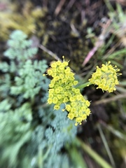Lomatium papilioniferum