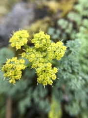 Lomatium papilioniferum