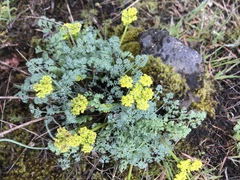 Lomatium papilioniferum