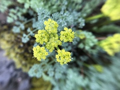 Lomatium papilioniferum