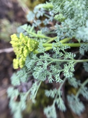 Lomatium papilioniferum