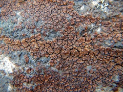 Acarospora americana
