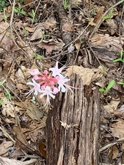 Rhododendron atlanticum