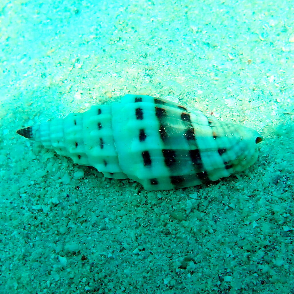 Caenogastropods from Douglas, QLD, Australia on December 30, 2023 at 01