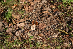 Vanessa atalanta