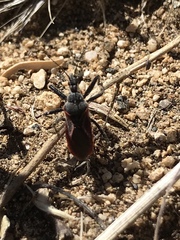 Rhynocoris ventralis